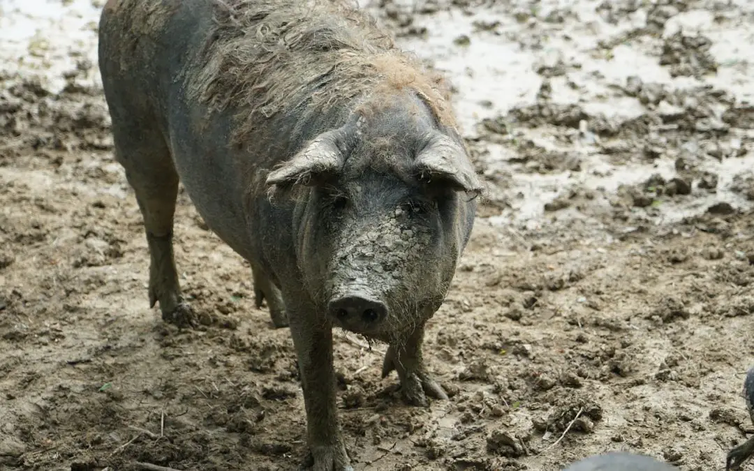 What’s the Life Expectancy of a Pig?