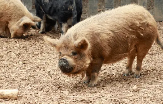Kunekune Pigs: The Essential Guide