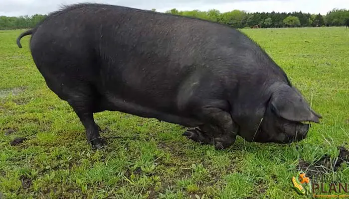 Large Black Pigs — The Complete Guide: Everything You Need to Know