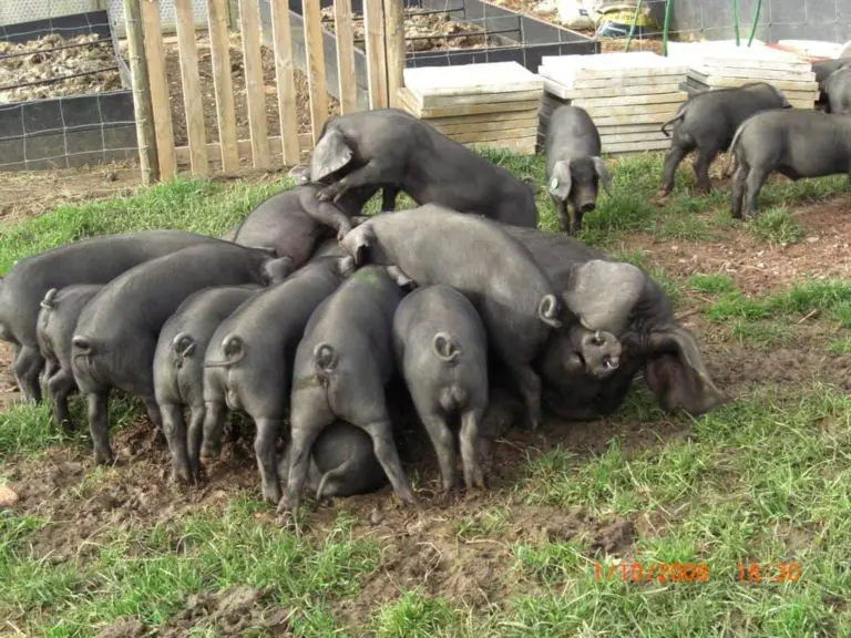 Large Black Pigs — The Complete Guide Everything You Need to Know