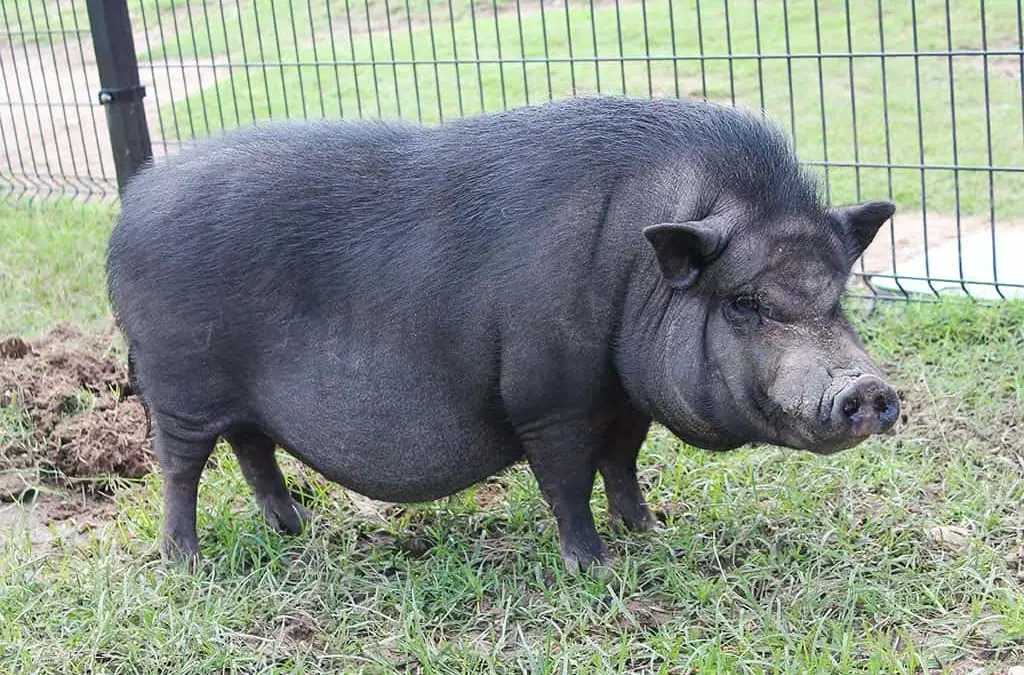 Vietnamese Pot-bellied Pigs: The Essential Guide