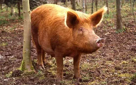 Tamworth Pigs — The Complete Guide: Everything You Need to Know