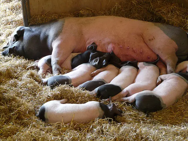 How Long Do Piglets Stay With Their Mothers? | Pet Pig World