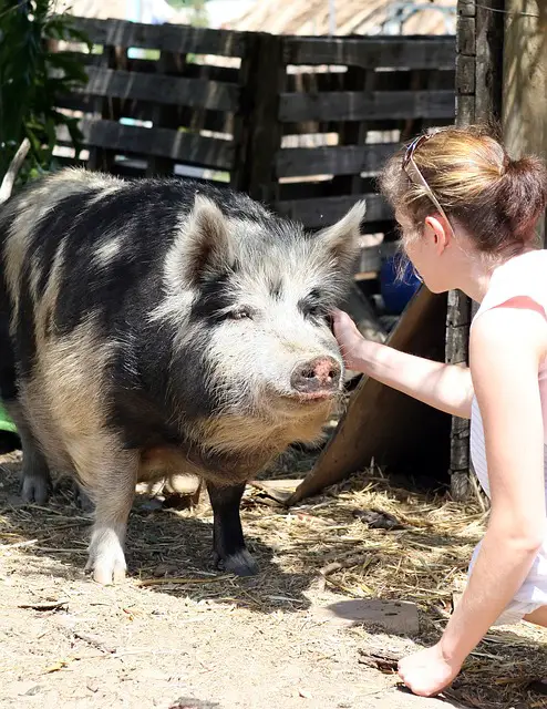 Do Pet Pigs Bite?