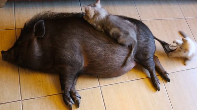 Do Pigs Get Along with Cats?