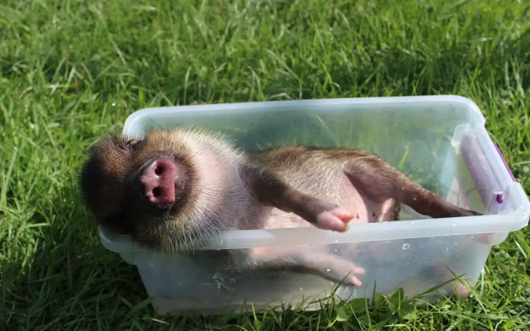 How Do Pigs Cool Off?