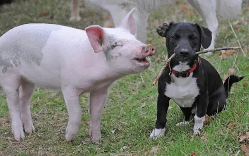 Do Pet Pigs Get Along With Dogs?