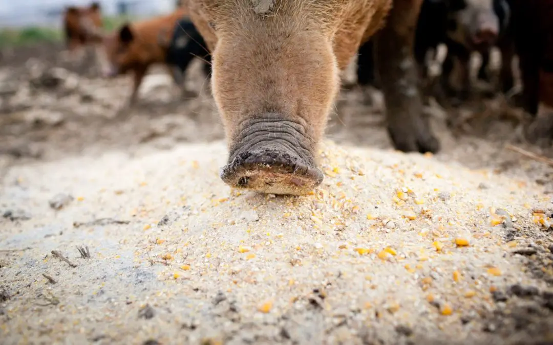 Do Pigs Need Grain?