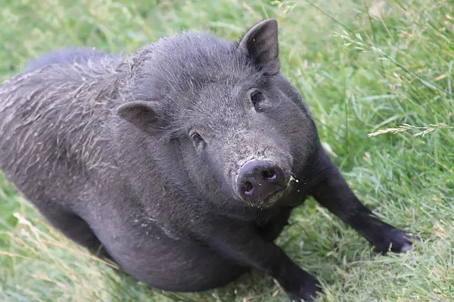 When Do Pigs Stop Growing?