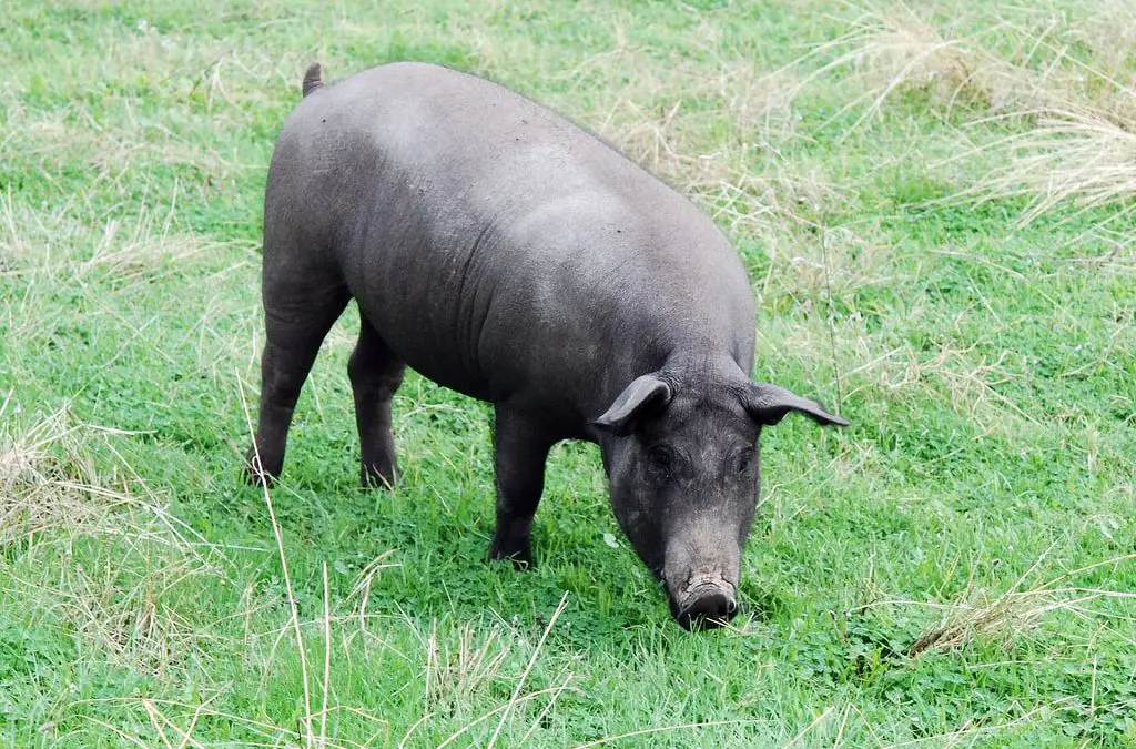 Black Iberian Pigs — The Complete Guide: Everything You Need to Know