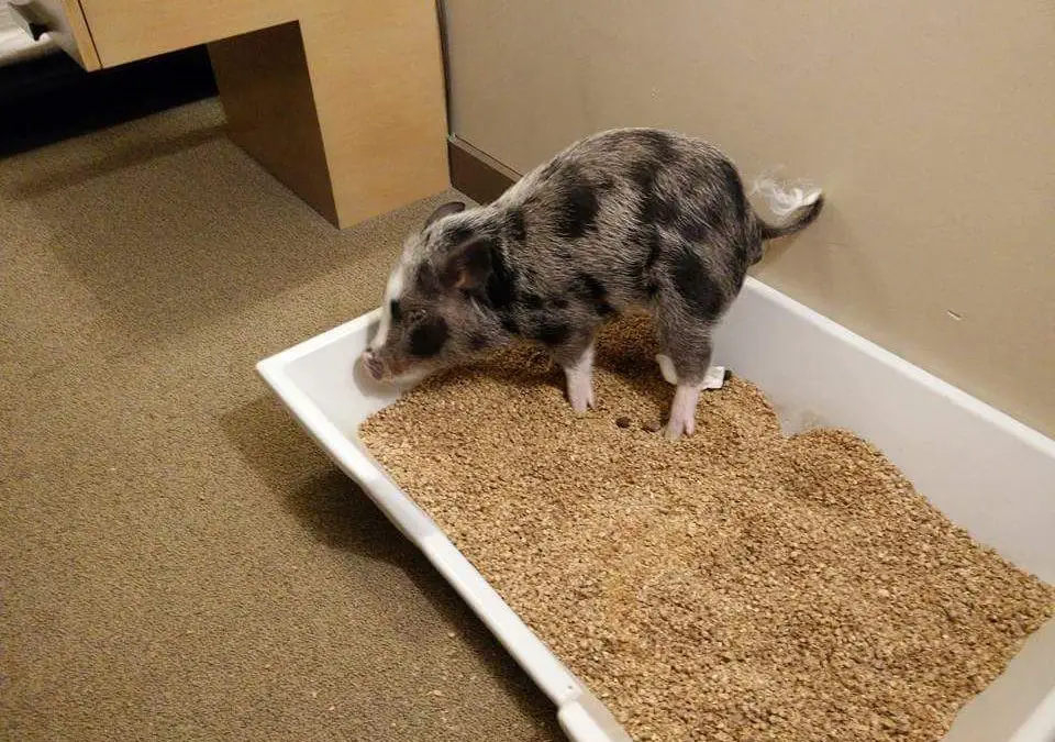 Pig Litter Box Ideas