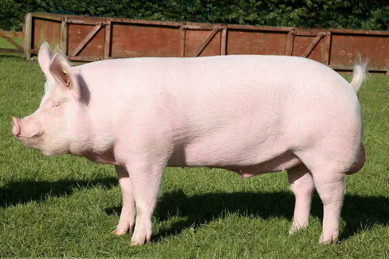 Large White Pigs: The Essential Guide