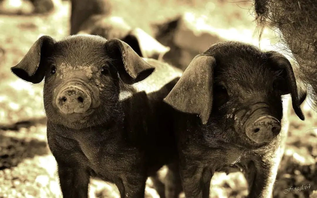 Most Common Breeds of Pet Pigs