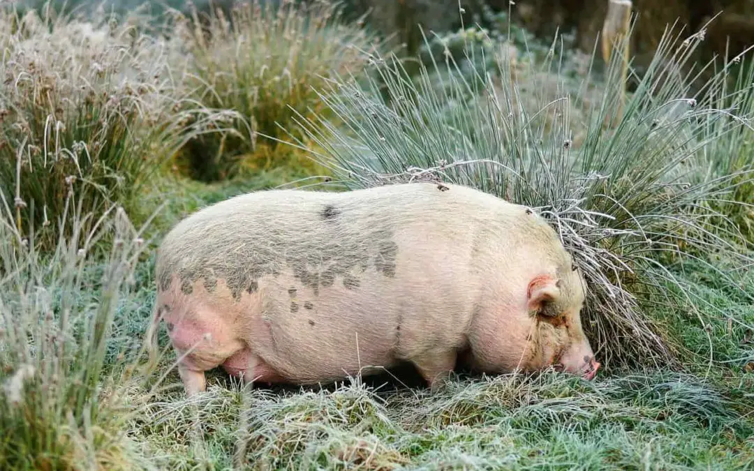 Why Do Pigs Burrow?