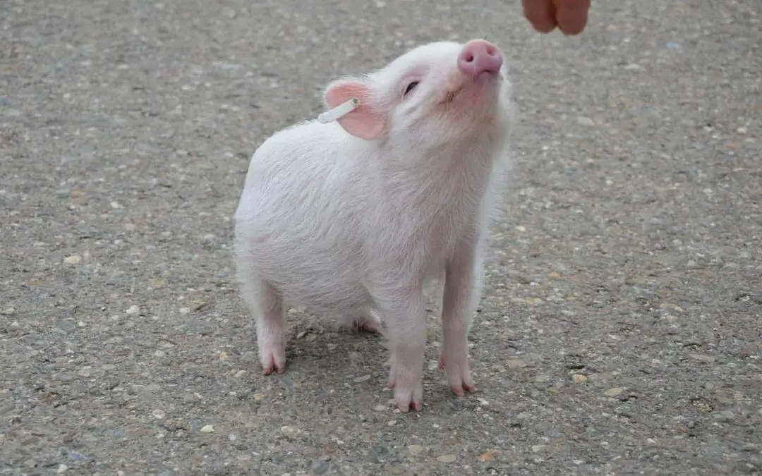 Göttingen Mini Pig: The Essential Guide