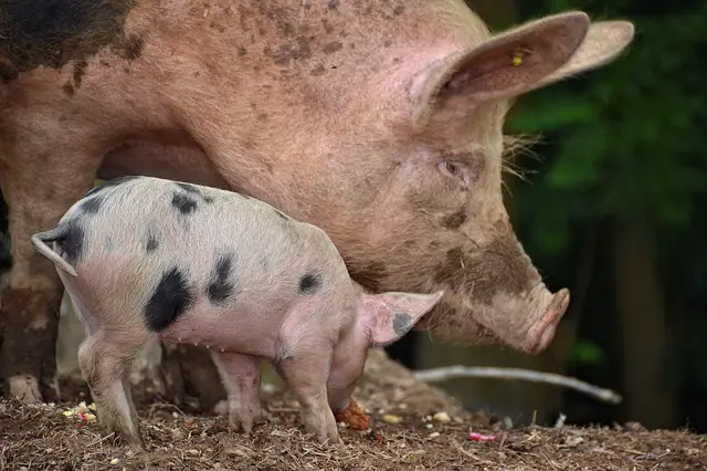 How do Pigs Take Care of Their Young?
