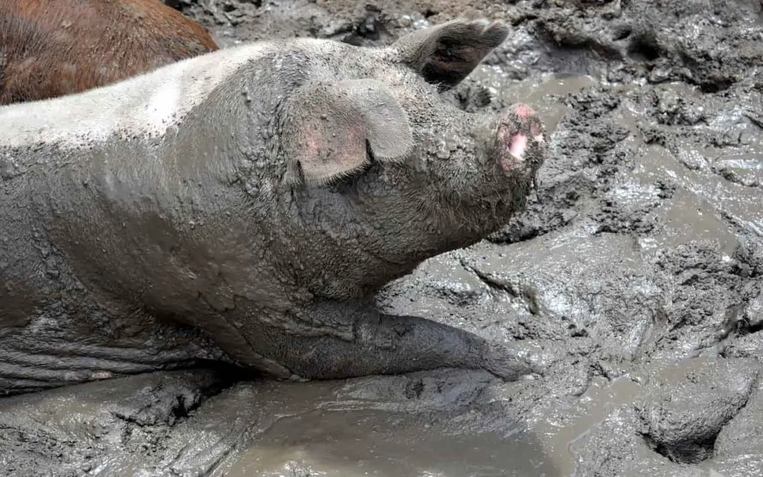 Why Do Pigs Need Mud?