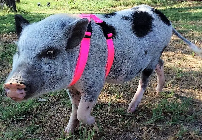 5 Ways How to Make a Pig Harness