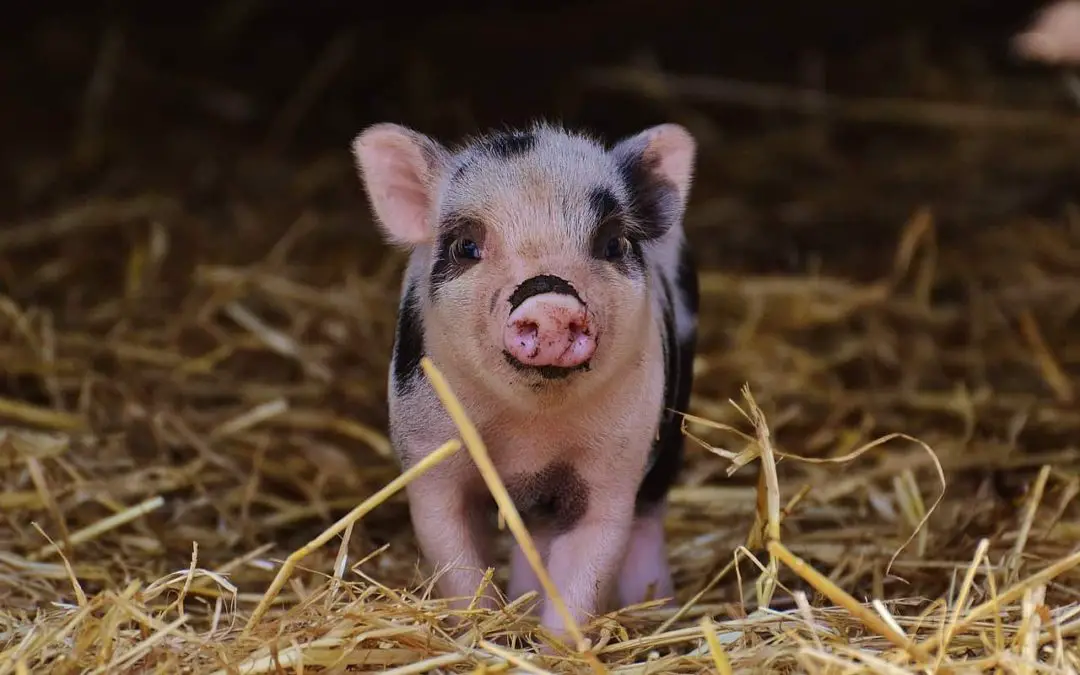 10 Ways to Look After a Micro Pig