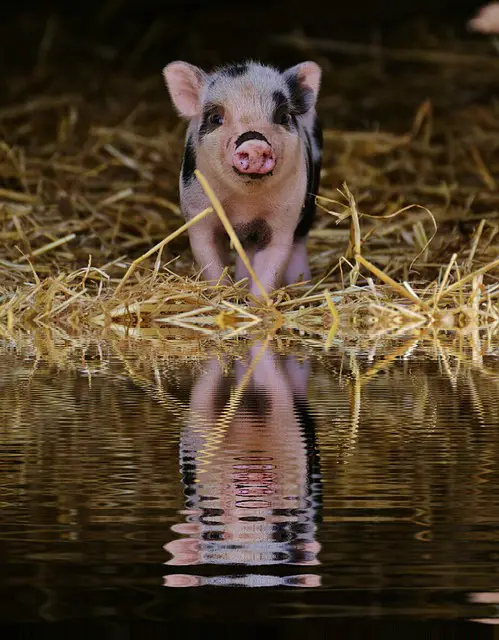 How Long Can a Pig Go Without Water?