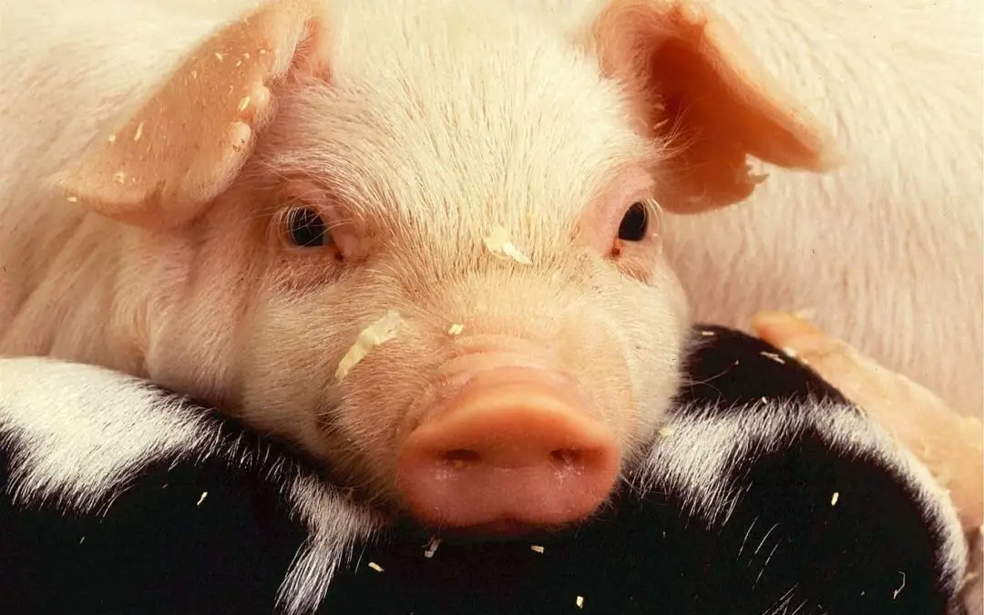 What Senses Do Pigs Rely On?