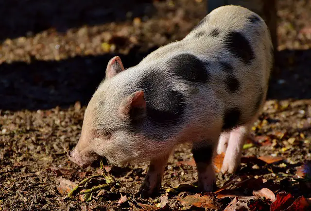 pot-bellied-pig-2905852_640 | Pet Pig World