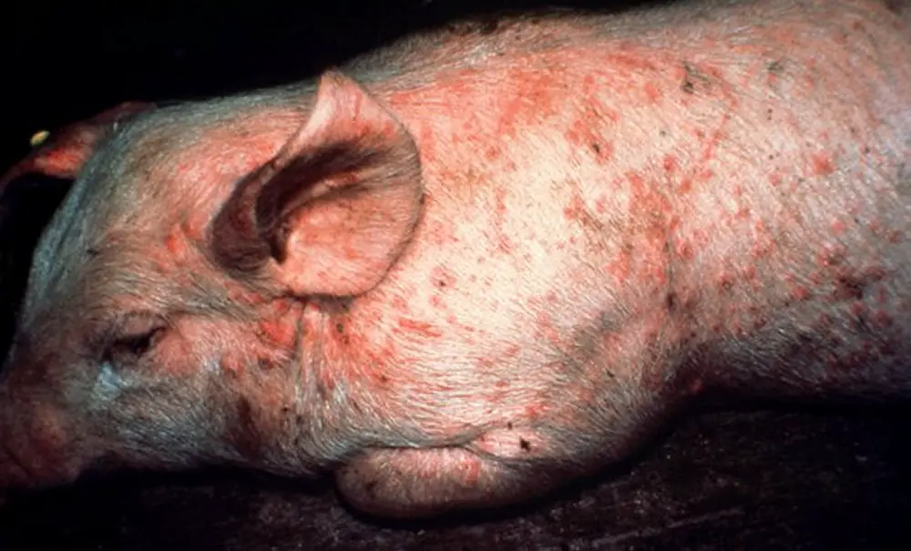 Do Pigs Carry Diseases?