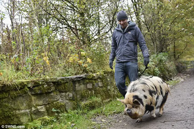 How To Get A Pig Licence (UK)