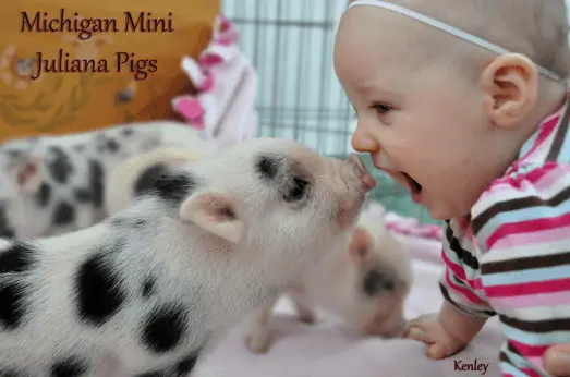 Can Pigs Recognize their Owners?