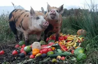 Can Pigs Eat Bananas?