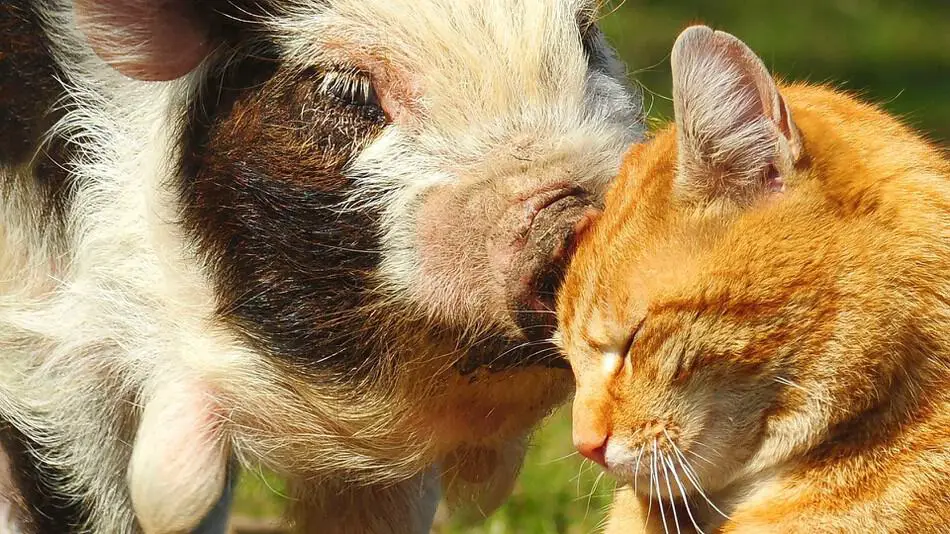 Do Pigs and Cats Get Along?
