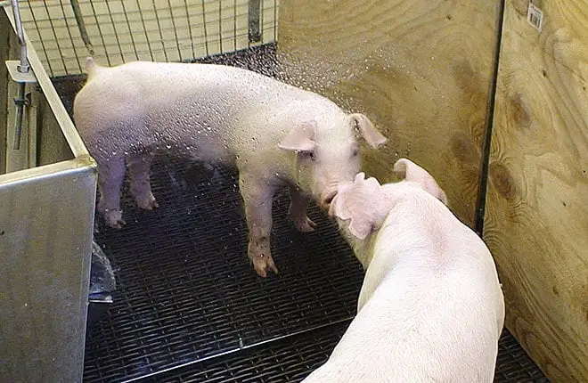 Can Pigs Recognize Themselves in a Mirror? | Pet Pig World